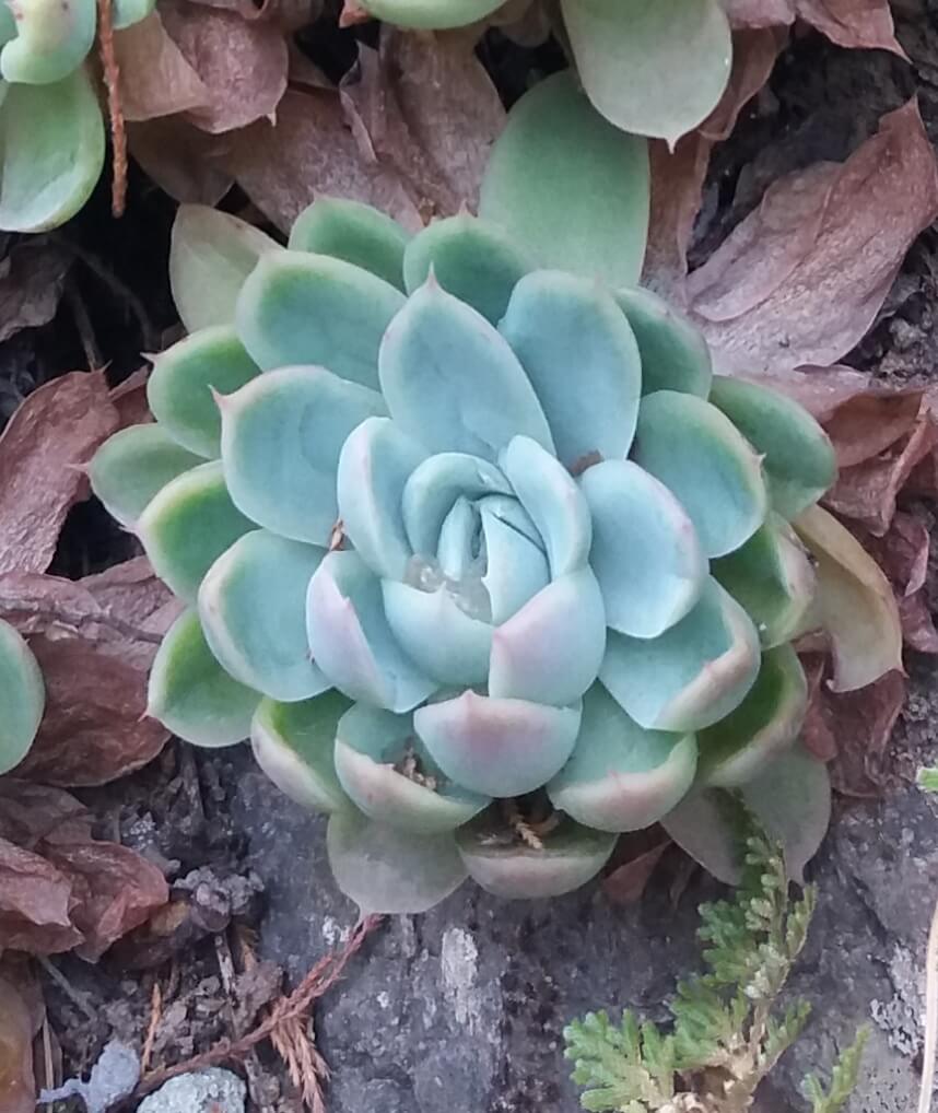  Echeveria secunda 'Pinwheel'.